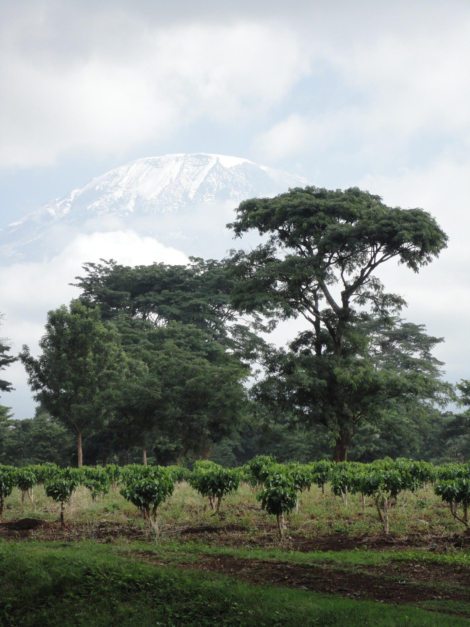 Der Kilimanjaro ist während des ganzen Rennens stets sichtbar (C) Privat