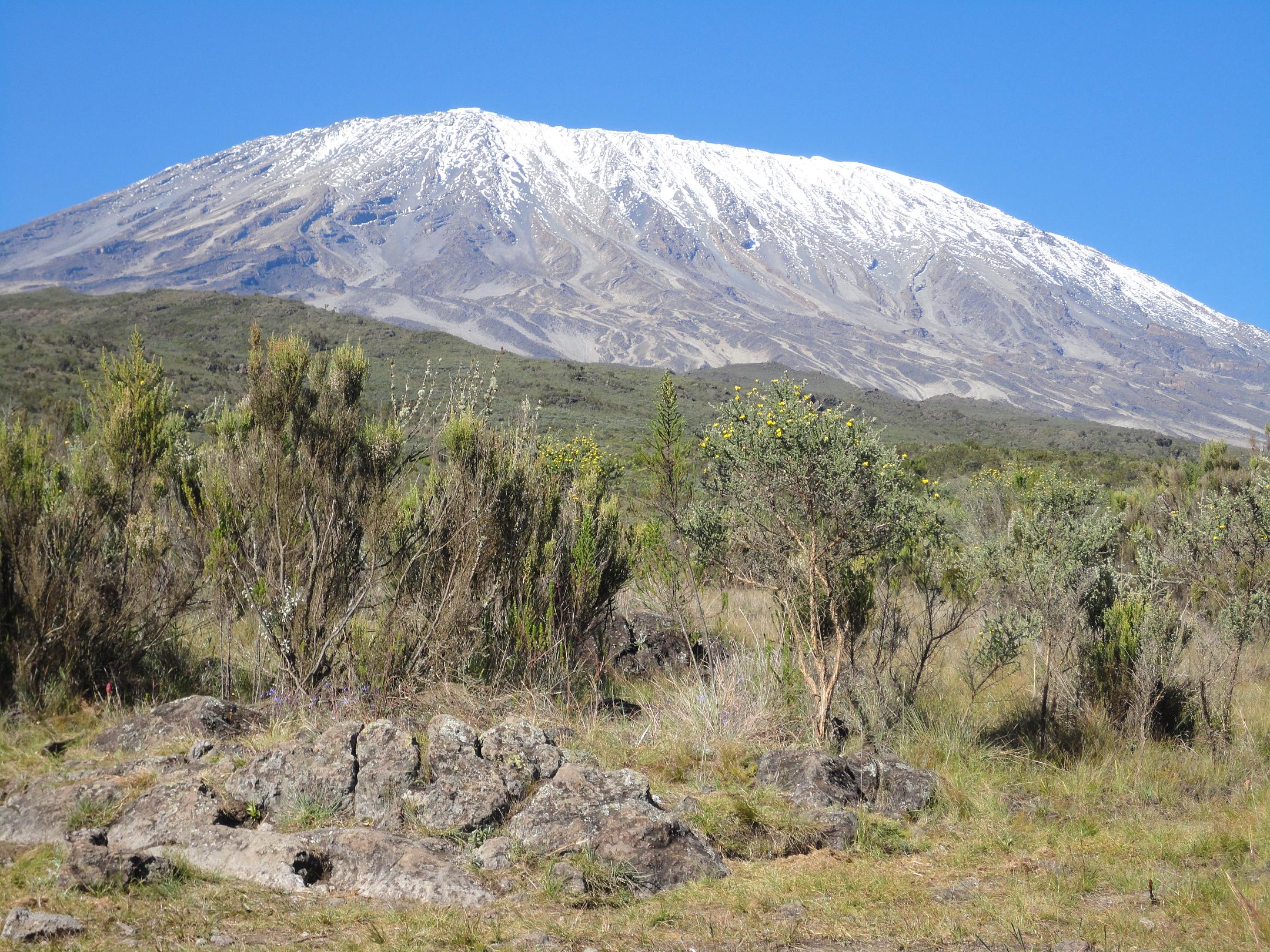 Das Ziel immer vor Augen - der Kilimanjaro (C) Privat