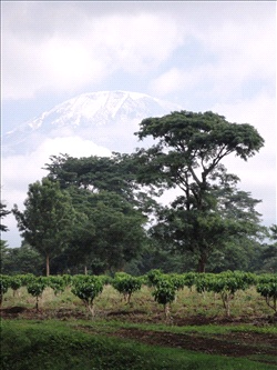 Kilimanjaro_2011_4